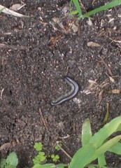 Ommatoiulus moreleti