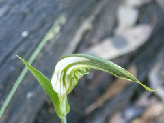 Pterostylis grandiflora