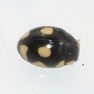 Octavia Lady Beetle