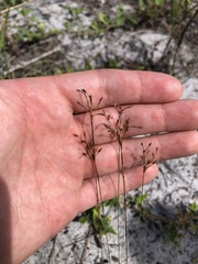 Bulbostylis ciliatifolia
