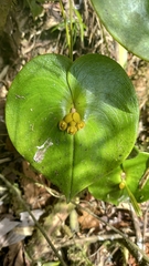 Pleurothallis cordata
