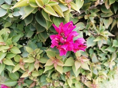 Bougainvillea