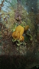 Pleurothallis cordata