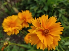 Coreopsis grandiflora