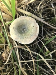 Lactarius aurantiosordidus