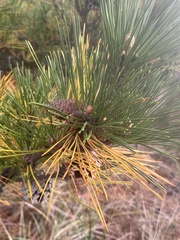 Pinus thunbergii
