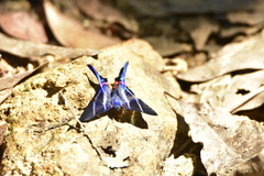 Rhetus arcius