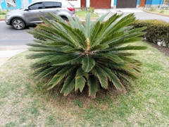 Cycas revoluta