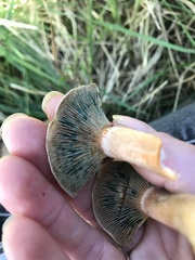 Lactarius aurantiosordidus