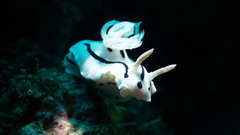 Chromodoris
