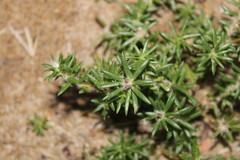 Portulaca pilosa