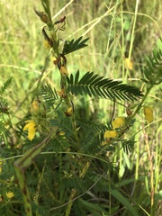 Chamaecrista nictitans aspera
