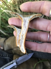 Lactarius aurantiosordidus