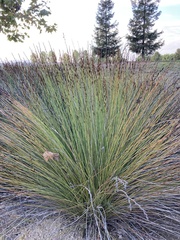 Juncus patens
