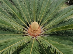 Cycas revoluta