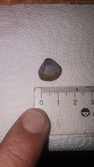 Corbicula largillierti