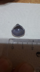 Corbicula largillierti