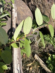 Salix pyrifolia