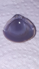 Corbicula largillierti