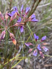 Gompholobium confertum
