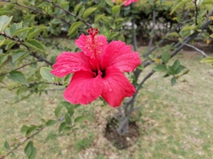 Hibiscus rosa-sinensis