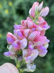 Onobrychis viciifolia