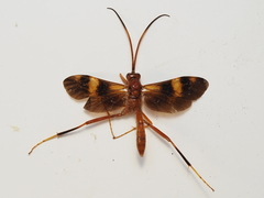 Compsocryptus texensis