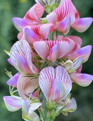 Onobrychis viciifolia