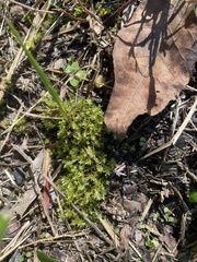 Ptychostomum pseudotriquetrum