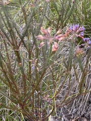 Gompholobium confertum