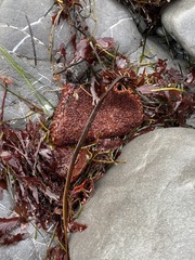 Chondracanthus exasperatus