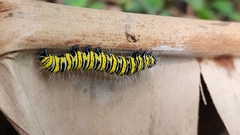 Egybolis vaillantina