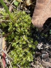 Ptychostomum pseudotriquetrum