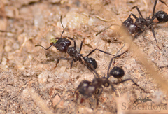 Acromyrmex lundii