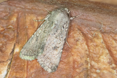 Protorthodes alfkenii