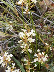 Stylidium junceum