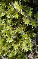 Ptychostomum pseudotriquetrum