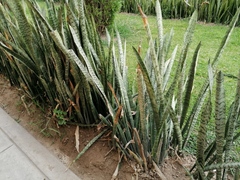 Sansevieria
