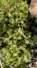 Ptychostomum pseudotriquetrum