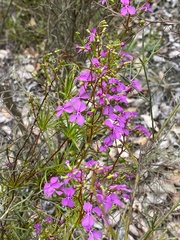 Stylidium scandens