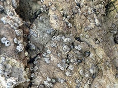 Balanomorpha