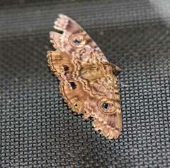 Speiredonia spectans
