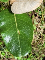 Linochilus jaramilloi