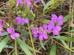Stylidium scandens