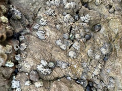 Balanomorpha