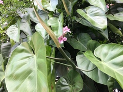 Philodendron hederaceum