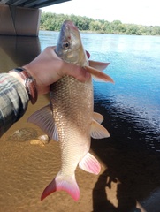 Moxostoma macrolepidotum