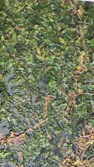Ceratophyllum