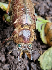 Sphaenognathus feisthamelii