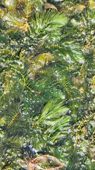 Ceratophyllum